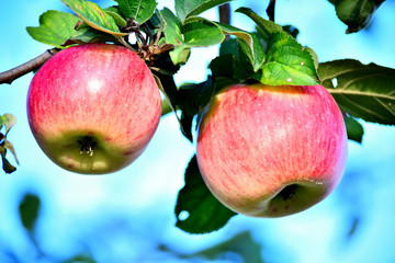 Ripe apples on a branch in the garden, sunny autumn day. Harvesting, farming.