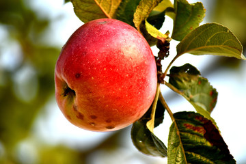 Ripe apples on a branch in the garden, sunny autumn day. Harvesting, farming.