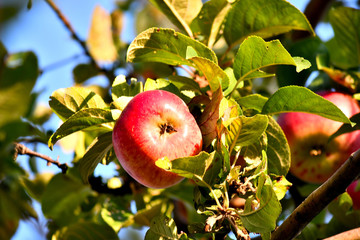 Ripe apples on a branch in the garden, sunny autumn day. Harvesting, farming.