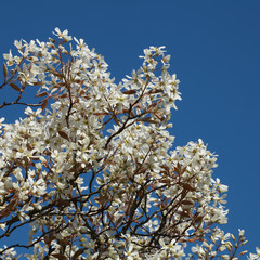 Amelanchier canadensis en fleurs