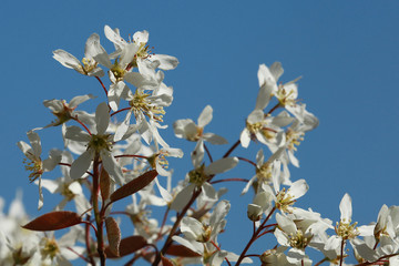Osmanthus burkwoodii en fleurs