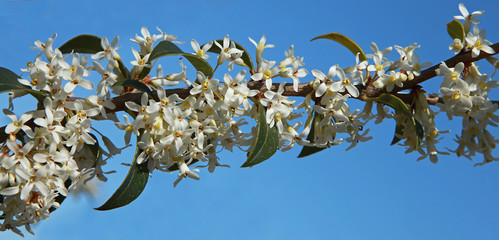 Osmanthus burkwoodii en fleurs
