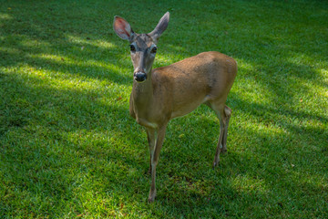 Female deer close up