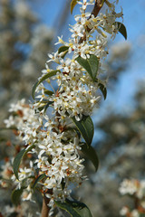 Osmanthus burkwoodii en fleurs