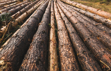 bunch of cutted pine trees ready for transport