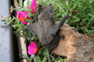 chauve souris tombée
