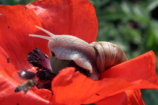 escargot et coquelicot