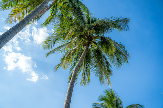Background images of coconut trees against the sky, summer theme