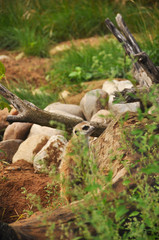 Naklejka na ściany i meble Meerkat in the zoo close-up. Animals, mammals, nature