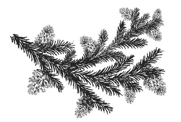 Christmas tree and pine trees with cones hand drawn illustration.