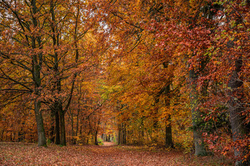 Bunter Wald im Herbst