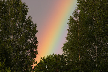 Rainbow among the trees on a summer day