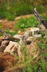 Naklejka na ściany i meble Meerkat in the zoo close-up. Animals, mammals, nature