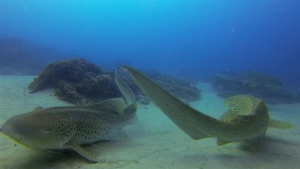 Leopard Sharks. Zebra Sharks Close Up Of Calm Peaceful Bottom Dwelling Sharks Relaxing On Sand Reef & Blue Sea Water. Beautiful Colourful Marine Life & Gentle Pelagic Carpet Sharks Swimming Underwater