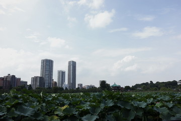 Fototapeta na wymiar 東京上野の不忍池