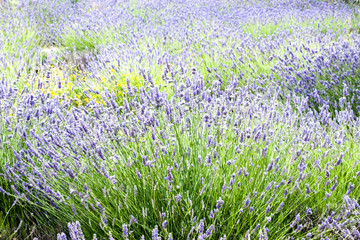 Naklejka premium Campo de lavanda 