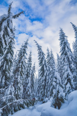 Spruce forest covered with fresh snow