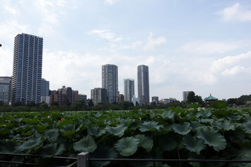東京上野の不忍池