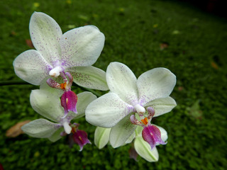 orchidee bianche fiorite in primo piano nel giardino