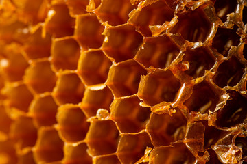honeycomb emptied of honey in the foreground