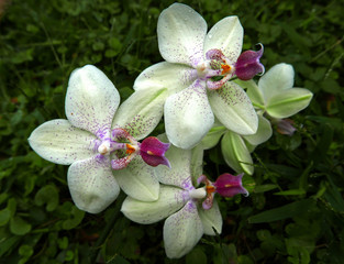 orchidee bianche fiorite in primo piano nel giardino