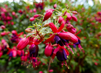 cespuglio allegro e brillante di fucsia rossa e viola