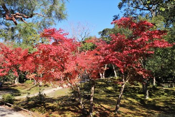奈良公園の紅葉