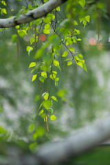 green leaves of tree in spring