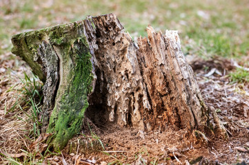 Old stump, a tree ruined by termites and various insects
