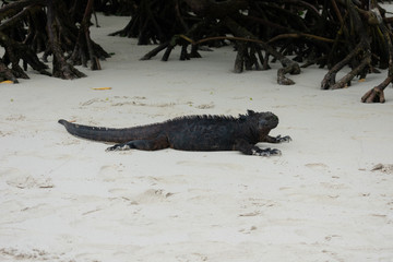 Galapagos Marine Iguanas