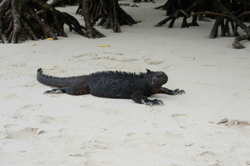 Galapagos Marine Iguanas