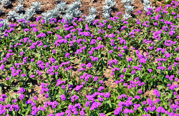 Obraz premium Beautiful view with blooming flowers in the botanical garden