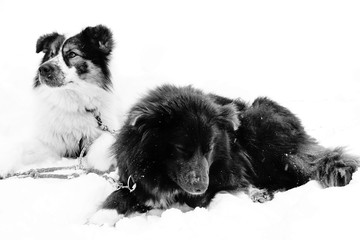 Portrait de chiens de traîneau en Laponie Finlandaise 