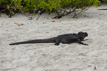 Galapagos Marine Iguanas