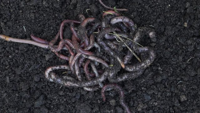 Heap of earthworms moving in the soil. Fertilize the soil, good for crops. Agriculture and fishing footage.