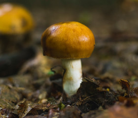 Single brown mushroom in autumn forrest