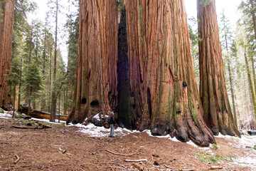 Sequoias in a redwood grove at United States