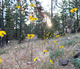 Obraz premium Sespe Wilderness in Los Padres National Forest