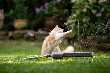 Fountain Garden Stock Photos And Royalty Free Images