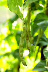 Bean bush. Green beans with green leaves, natural background