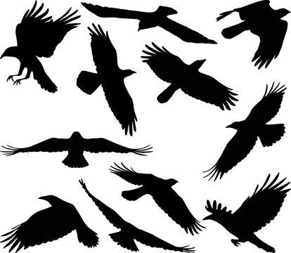 flying crow silhouettes
