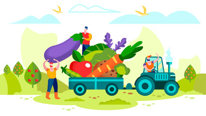 Farmers Loading Ripe Vegetables on Tractor Trailer