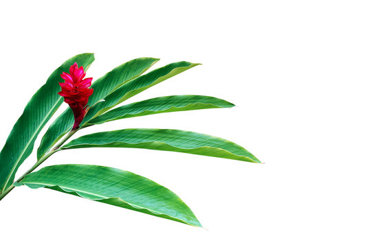 Green leaves with red flower of red ginger (Alpinia purpurata) tropical forest plant isolated on white background, clipping path included.