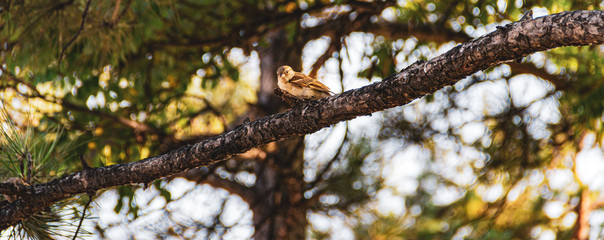 one little sparrow sitting on a branch of a tree