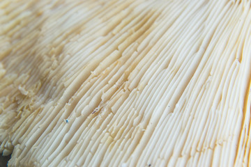 Close up photo of mushroom gills
