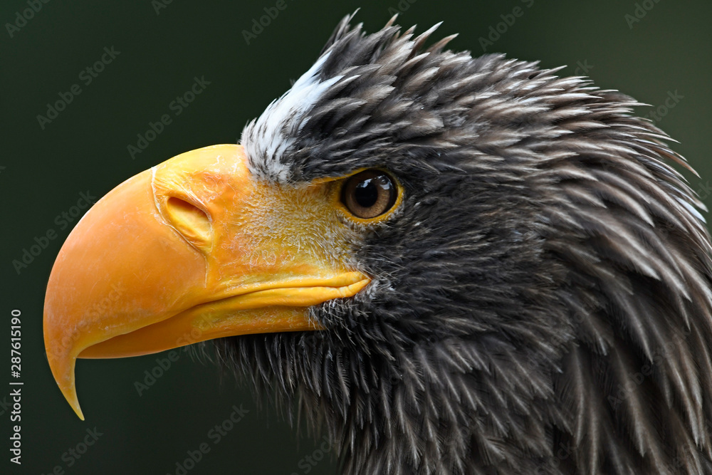 Poster Riesenseeadler (Haliaeetus pelagicus) - Steller's sea eagle