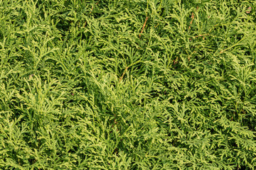 Beautiful texture of light Green brunches of thuja bushes