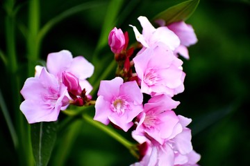 Beautiful Pink Flowers and its Plant