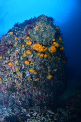  acuático piscina azul mar con textura natación verano claro oceáno abstracta recubrir turquesa dechado mecer olas aseado liquida diáfano mojado mecer olas acuático naturaleza alumbrado