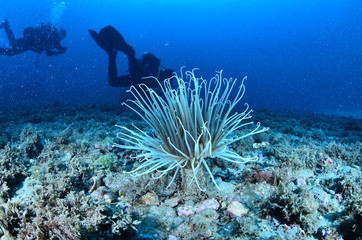  acuático piscina azul mar con textura natación verano claro oceáno abstracta recubrir turquesa dechado mecer olas aseado liquida diáfano mojado mecer olas acuático naturaleza alumbrado